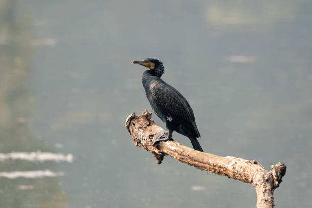 Cormorant on a Dead Tree A cormorant perched on a dead branch above a lake in the early morning light. phalacrocorax africanus stock pictures, royalty-free photos & images