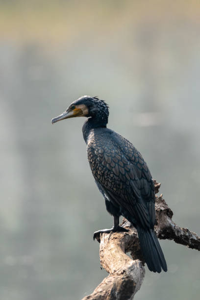 Cormorant on a Dead Tree A cormorant perched on a dead branch above a lake in the early morning light. phalacrocorax africanus stock pictures, royalty-free photos & images