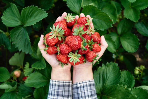 Closeup of woman hands holding freshly picked strawberries in garden, copy space. Handful of ripe red strawberry on green leaves background. Healthy food concept stock photo