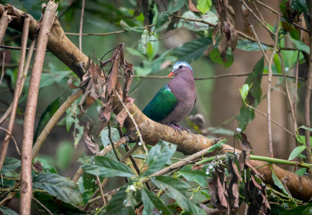 istock Emerald Dove in the Jungle 1310751962
