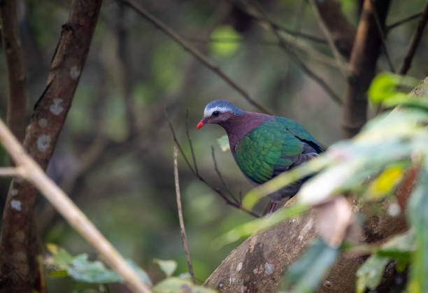 istock Emerald Dove in the Jungle 1310752008