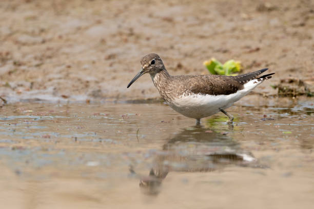 istock Green Sandpiper in the Water 1310752692
