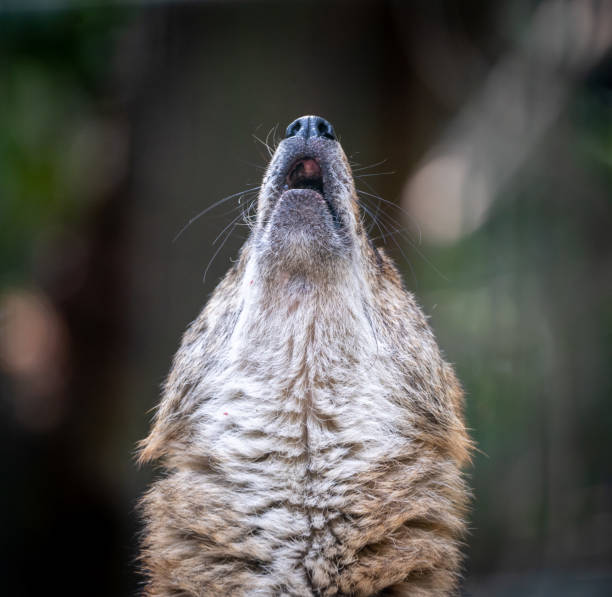 Jackal Howling in a Zoo A close up portrait of a jackal with its nose pointed to the sky howling in a zoo. jackals stock pictures, royalty-free photos & images