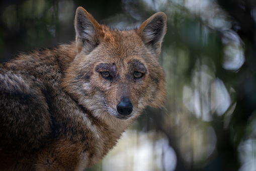 A close up front side view portrait of a jackal in a zoo.