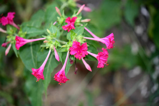istock Four O'Clock flower (Mirabilis jalapa) in bloom 1310753198
