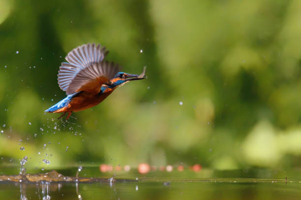 istock Common Kingfisher flying away after diving 1310754231