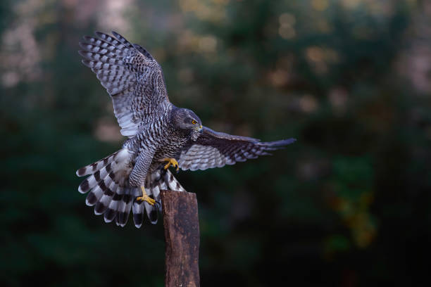 istock Northern goshawk in the forest 1310754257