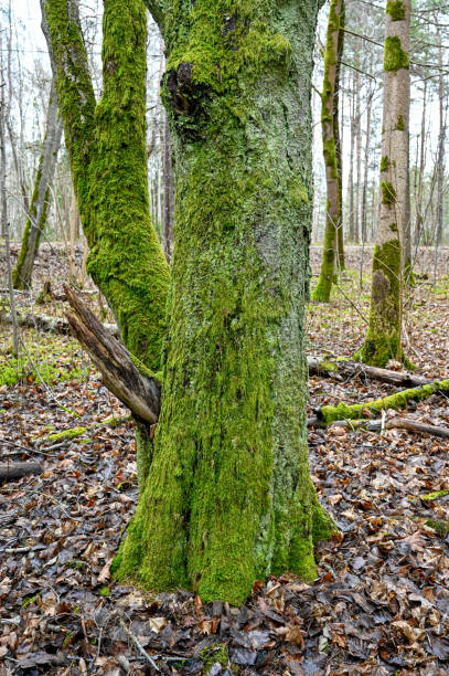 istock green moss growing on tree trunk in forest 1310754408