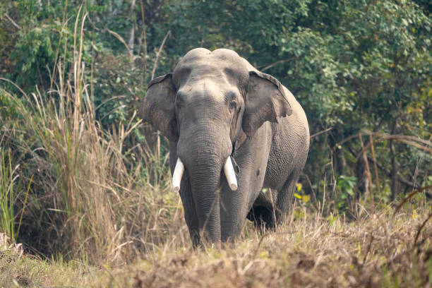 istock Wild Elephant in the Jungle 1310755740