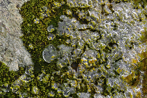 Ice and bubbles on mossy rock in stream, early spring