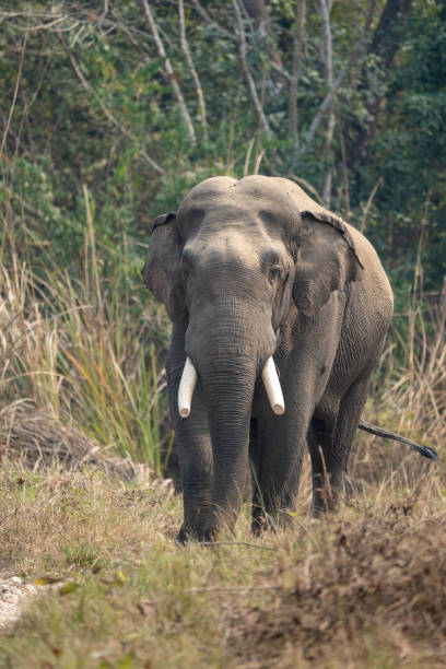 istock Wild Elephant in the Jungle Portrait 1310755768