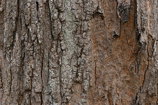 Leafless trees landscape. Whole tree covered with moss.