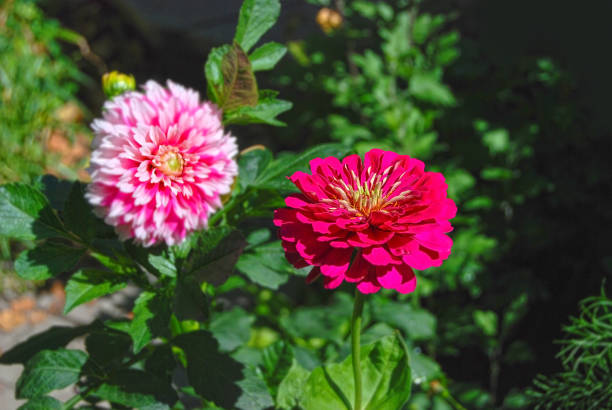 Beautiful fresh zinnia and dahlia flower in rural flowerbed