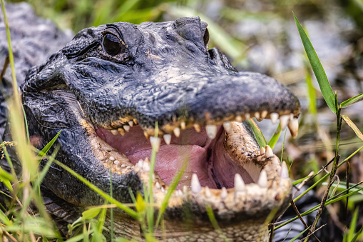 Color image of an aligator in Florida with its mouth open.