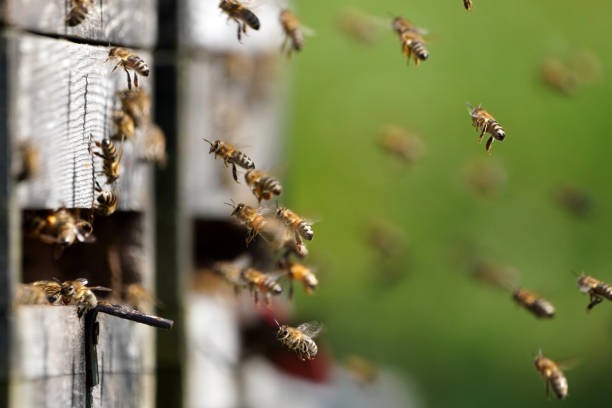 istock Honeybees on the hive 1310759527