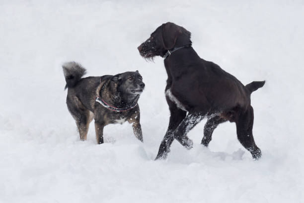 Cute deutsch drahthaar and multibred dog are playing on a white snow in the winter park. Pet animals. Cute deutsch drahthaar and multibred dog are playing on a white snow in the winter park. Pet animals. Purebred dog. deutsch drahthaar stock pictures, royalty-free photos & images