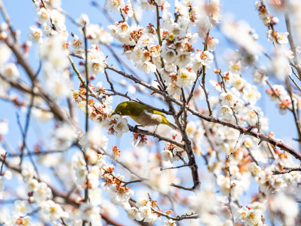 istock Japanese warbling white-eye in plum blossoms 10 1310760736