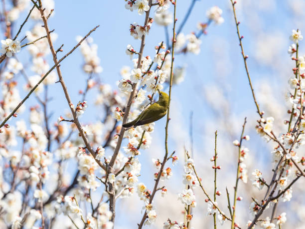 istock Japanese warbling white-eye in plum blossoms 4 1310760821