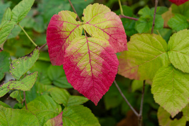 istock Bright colored foliage of plants. 1310761089