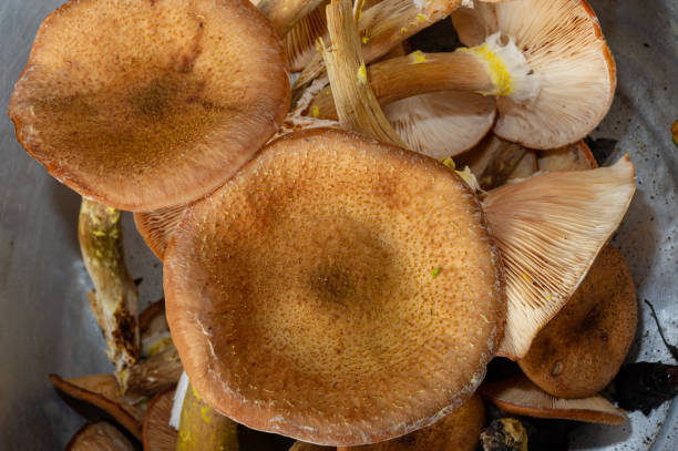 istock harvested honey agarics, close-up. 1310761104