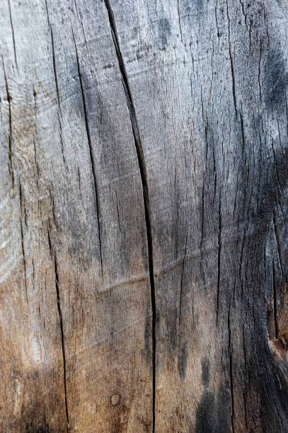 istock Fractured surface of an old gray tree trunk. 1310761131