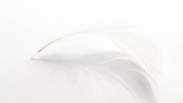 istock Feather isolated. Abstract bird feather texture closeup on white background in macro photography, soft focus. Concept of sensitivity responsiveness to nature. 1310762201