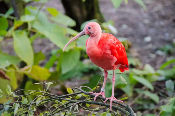 Photo of Scarlet ibis birds in the wild. Scarlet Ibis walk along over the green grass.