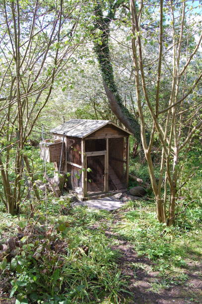 istock A chicken coop in a luxuriant spot with sun and shadow. 1310766219