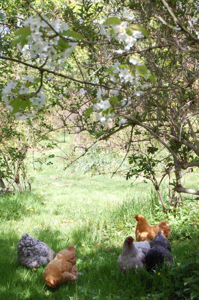 istock A flock of hens on free range in a spring garden. 1310766989