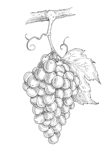 illustrations, cliparts, dessins animés et icônes de bouquet de raisins avec des baies et des feuilles. monochrome gris d’éclosion de cru - grape nature design berry fruit
