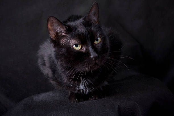 istock Black cat on a black background in a room in the studio 1310769857