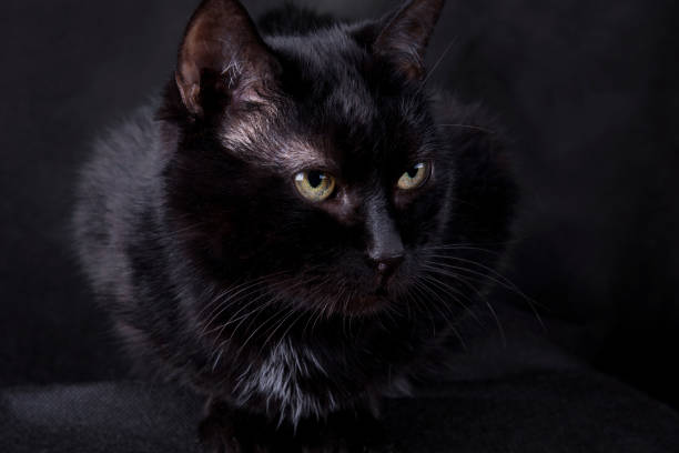 istock Black cat with yellow eyes on a black background 1310769862