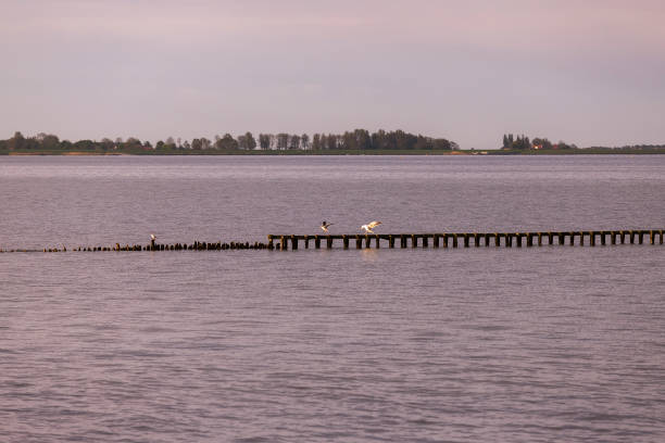 Photo of Breakwater entering the sea on a beach in Hindeloopen