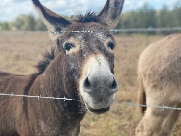 Funny Donkey Stock Photos, Pictures & Royalty-Free Images - iStock Funny Donkey Stock Photos, Pictures & Royalty-Free Images - iStock