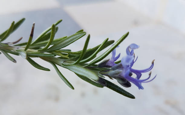 istock rosemary branch with flowers  isolated background 1310772932