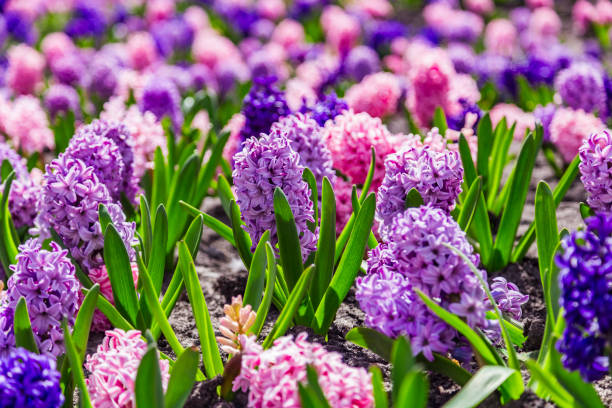 istock Large flower bed with multi-colored hyacinths, traditional easter flowers, flower background, easter spring background. Close up macro photo, selective focus. Ideal for greeting festive postcard. 1310773315