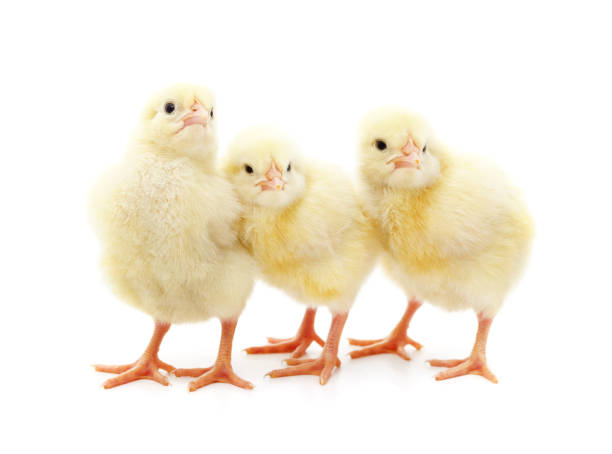 tre piccoli polli. - chicken friendship three animals color image foto e immagini stock