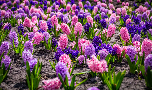 istock Large flower bed with multi-colored hyacinths, traditional easter flowers, flower background, easter spring background. Close up macro photo, selective focus. Ideal for greeting festive postcard. 1310773357