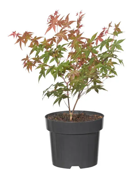 Mapletree in a black plastik pot. Cut out picture on white neutral background.
Paths are already included in the JPG File.