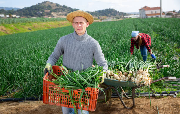 istock Male worker in a straw hat holding a crate 1310773506