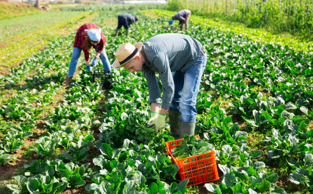 istock Group of people harvesting organic spinach 1310774065