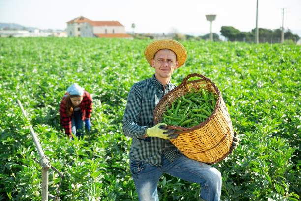 istock Farmer holding basket full of organic soybean 1310774084