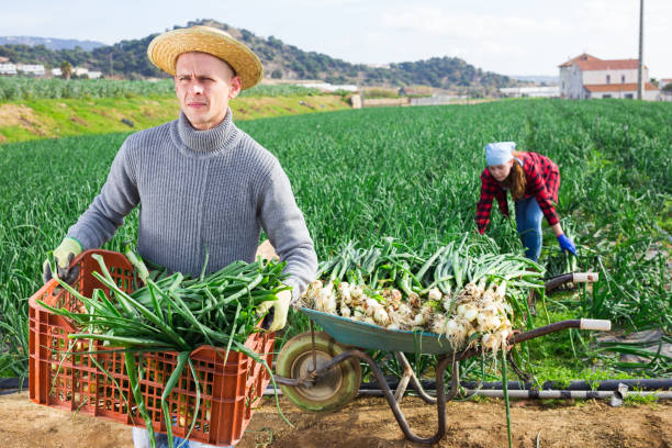 istock Male worker in a straw hat holding a crate 1310774151