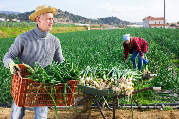 istock Male worker in a straw hat holding a crate 1310774156