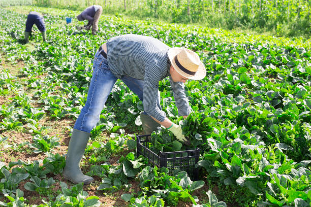 istock Farmer harvesting young spinach on vegetable farm field 1310774209