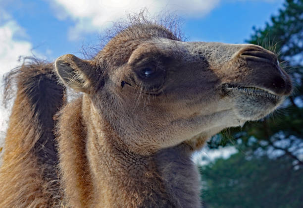 istock Portrait of a brown camel 1310775322