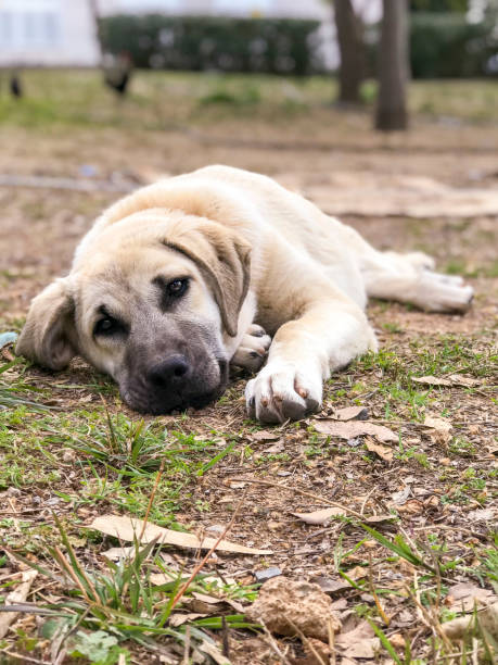 World famous Sivas Kangal dog, 5 months old, female puppy in Turkey World famous Sivas Kangal dog, 5 months old, female puppy in Turkey kangal dog stock pictures, royalty-free photos & images