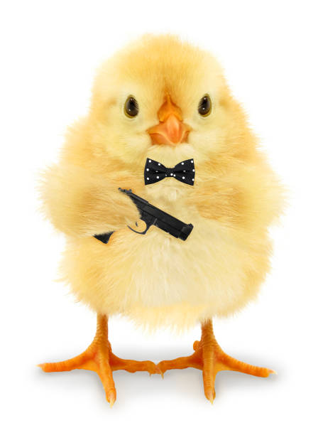 istock Cute cool chick secret agent spy with gun funny conceptual image 1310778378