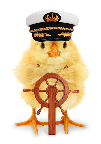 This is a cute cool chick ship captain with wooden rudder, funny conceptual image.