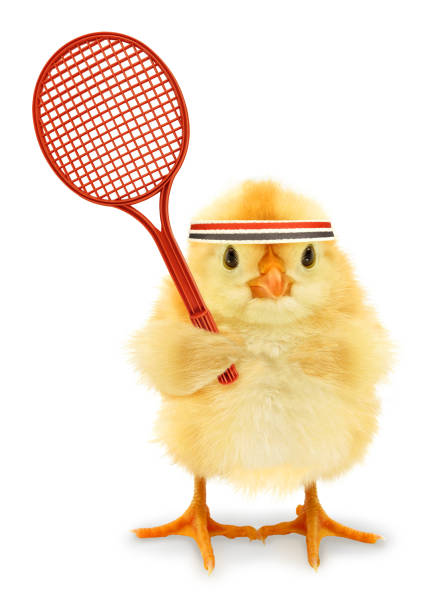 cute cool chick tennis player with racket or funny conceptual image - badminton racket isolated white imagens e fotografias de stock